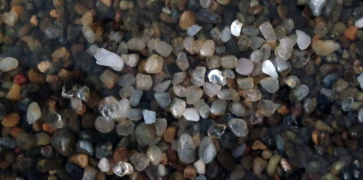 f:id:Naturalhistory:20190611161754j:plain