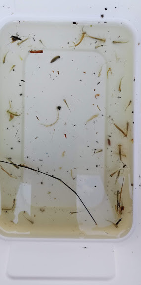 f:id:Naturalhistory:20190611163057j:plain