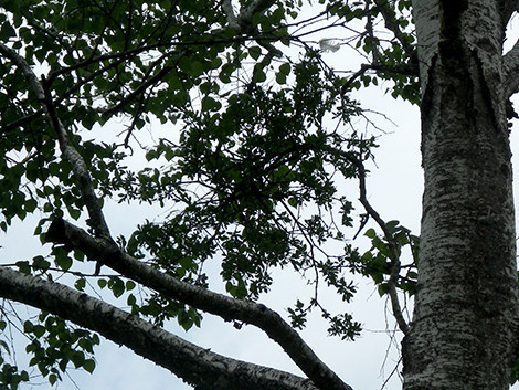 f:id:Naturalhistory:20190619113210j:plain