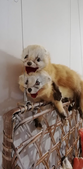 f:id:Naturalhistory:20190619161356j:plain