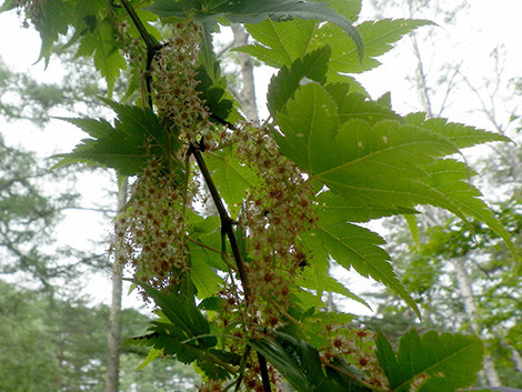 f:id:Naturalhistory:20190622091741j:plain f:id:Naturalhistory:20190622091741j:plain