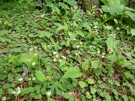 f:id:Naturalhistory:20190622095245j:plain f:id:Naturalhistory:20190622095245j:plain