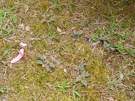 f:id:Naturalhistory:20190622105838j:plain f:id:Naturalhistory:20190622105838j:plain