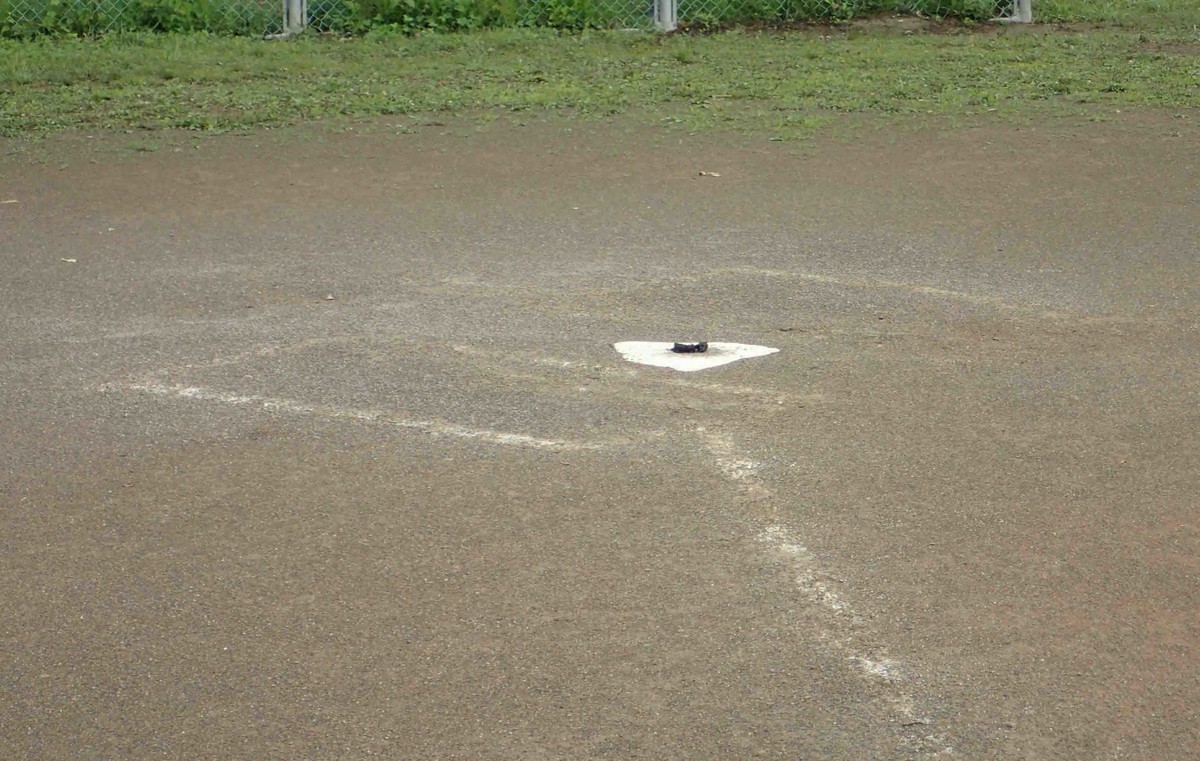 f:id:Naturalhistory:20190623074606j:plain f:id:Naturalhistory:20190623074606j:plain