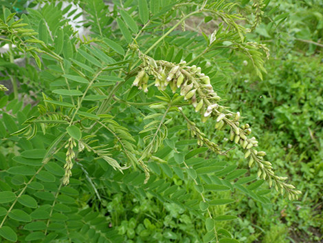 f:id:Naturalhistory:20190625163058j:plain