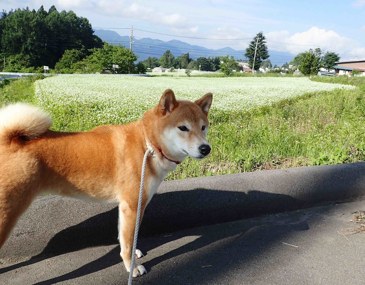 f:id:Naturalhistory:20190627074233j:plain