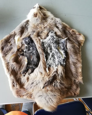 f:id:Naturalhistory:20190628163304j:plain