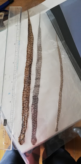 f:id:Naturalhistory:20190628164123j:plain