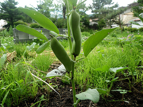 f:id:Naturalhistory:20190630151353j:plain