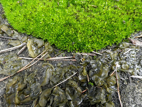 f:id:Naturalhistory:20190704132534j:plain