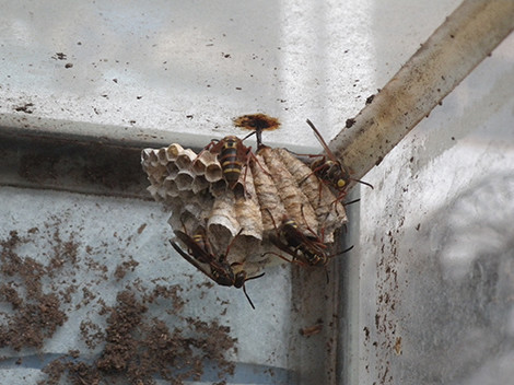 f:id:Naturalhistory:20190707084630j:plain f:id:Naturalhistory:20190707084630j:plain