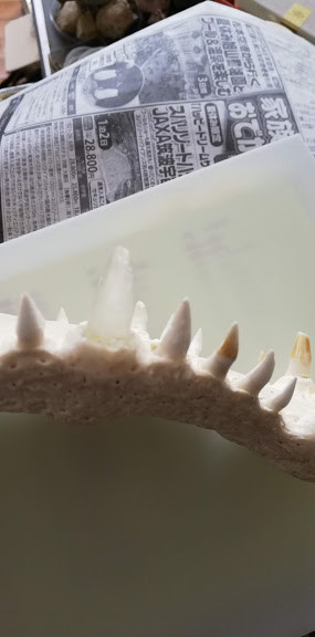 f:id:Naturalhistory:20190707154648j:plain