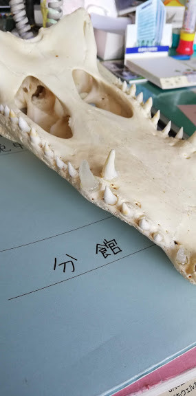 f:id:Naturalhistory:20190707154815j:plain
