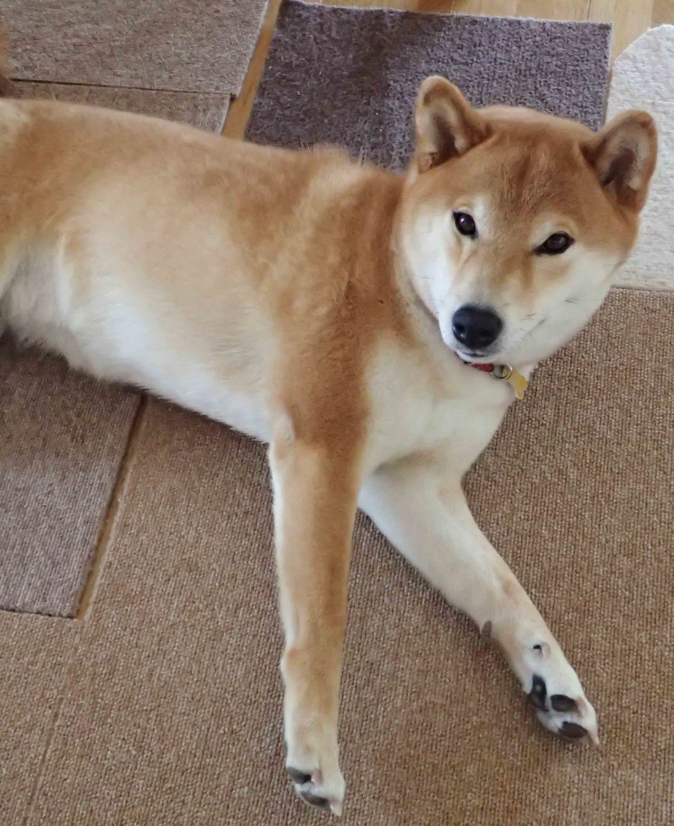 f:id:Naturalhistory:20190708165221j:plain