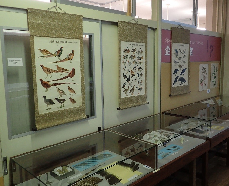 f:id:Naturalhistory:20190713180516j:plain