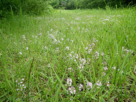 f:id:Naturalhistory:20190716143541j:plain