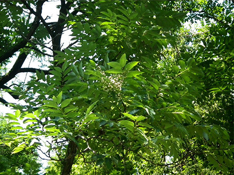 f:id:Naturalhistory:20190717153701j:plain