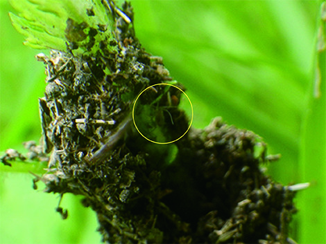 f:id:Naturalhistory:20190719155907j:plain