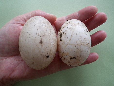 f:id:Naturalhistory:20190720155409j:plain