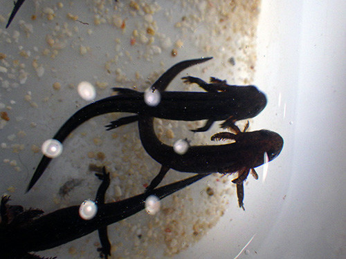 f:id:Naturalhistory:20190723150104j:plain
