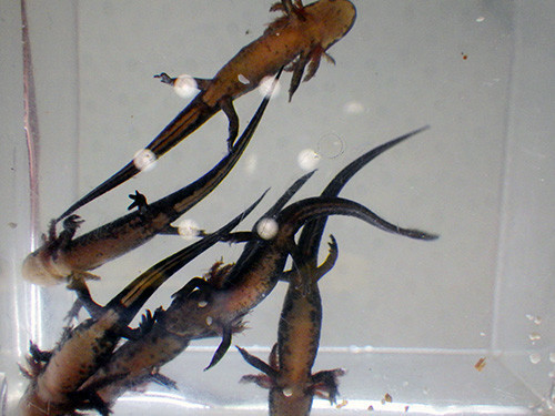 f:id:Naturalhistory:20190723150155j:plain