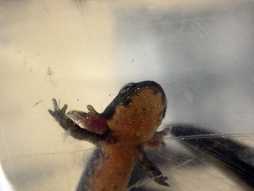 f:id:Naturalhistory:20190723152524j:plain
