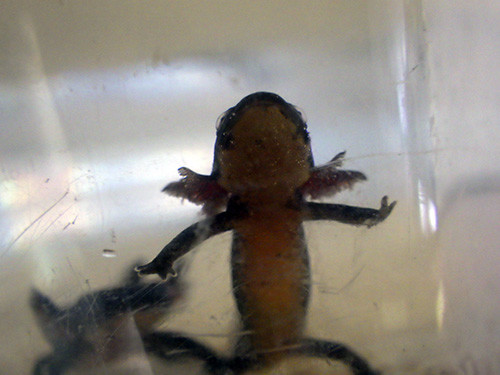 f:id:Naturalhistory:20190723152554j:plain