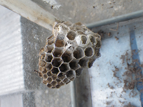 f:id:Naturalhistory:20190725154616j:plain f:id:Naturalhistory:20190725154616j:plain
