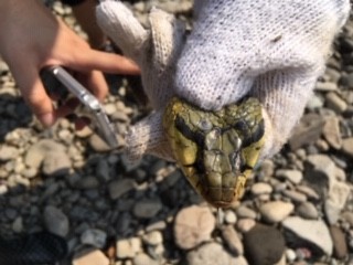 f:id:Naturalhistory:20190801144544j:plain