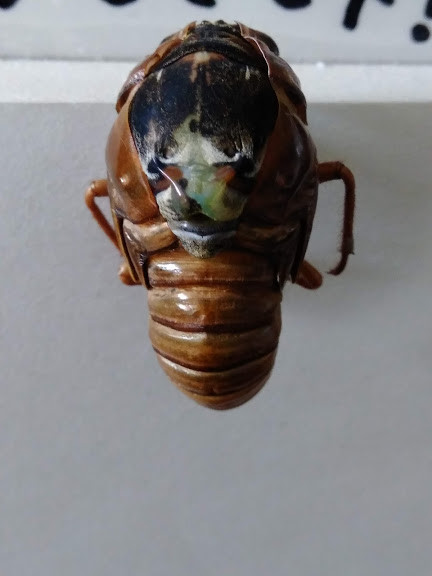 f:id:Naturalhistory:20190802165605j:plain