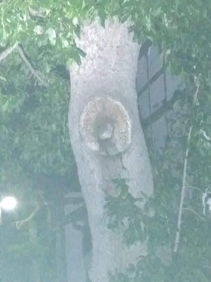 f:id:Naturalhistory:20190806165035j:plain