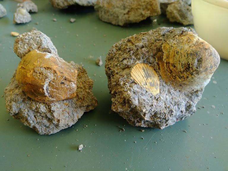 f:id:Naturalhistory:20190812163309j:plain