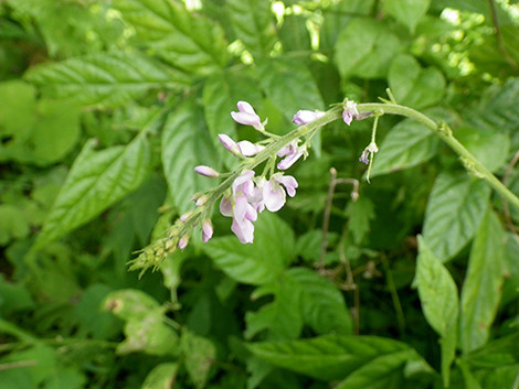 f:id:Naturalhistory:20190814164803j:plain
