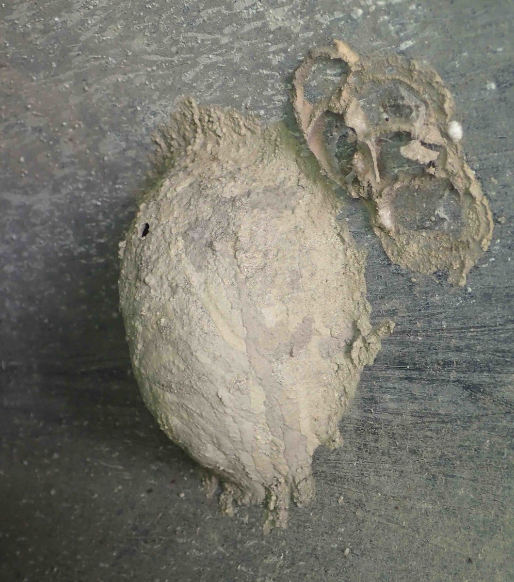f:id:Naturalhistory:20190818110222j:plain
