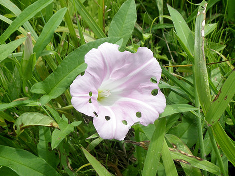 f:id:Naturalhistory:20190819104143j:plain f:id:Naturalhistory:20190819104143j:plain