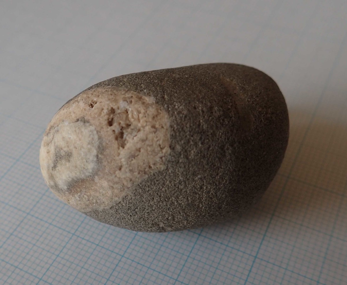 f:id:Naturalhistory:20190819150339j:plain f:id:Naturalhistory:20190819150339j:plain