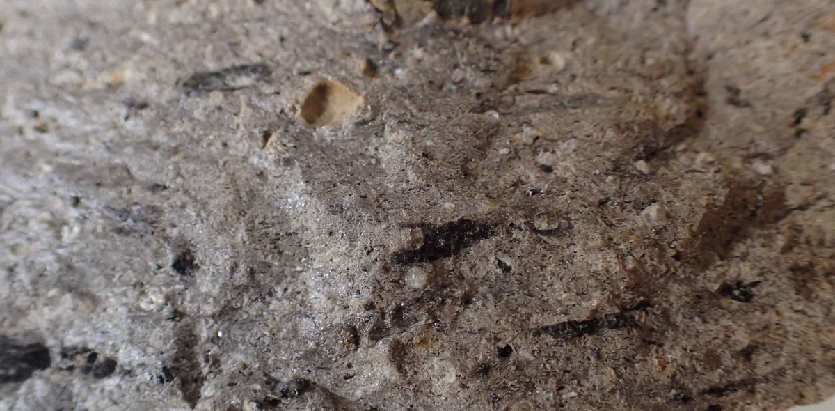 f:id:Naturalhistory:20190819150516j:plain f:id:Naturalhistory:20190819150516j:plain