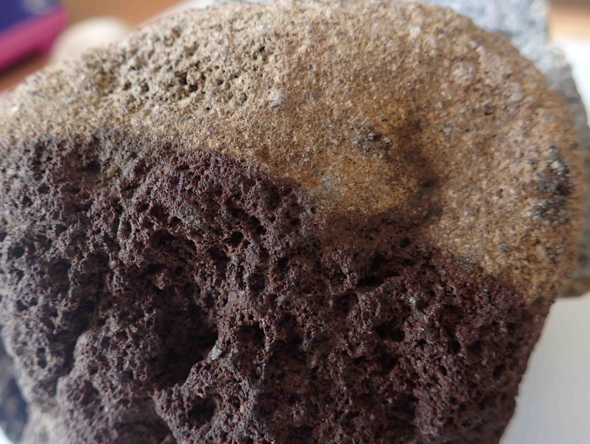 f:id:Naturalhistory:20190819150628j:plain f:id:Naturalhistory:20190819150628j:plain