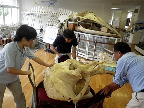 f:id:Naturalhistory:20190820111426j:plain