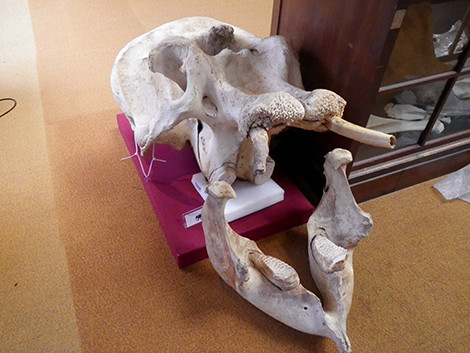 f:id:Naturalhistory:20190820130255j:plain