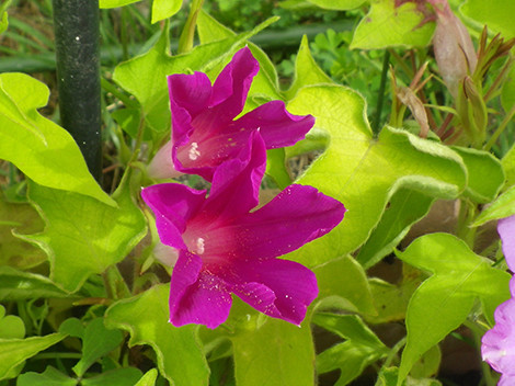 f:id:Naturalhistory:20190821083045j:plain f:id:Naturalhistory:20190821083045j:plain