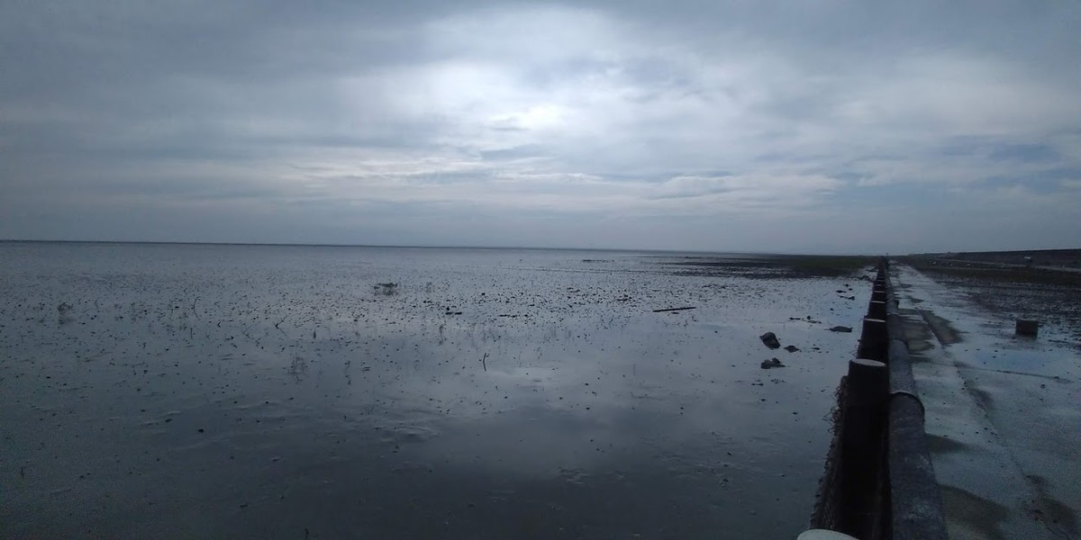 f:id:Naturalhistory:20190823162259j:plain