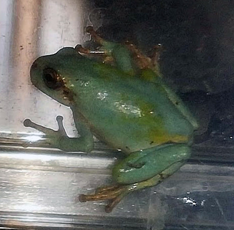 f:id:Naturalhistory:20190825170902j:plain