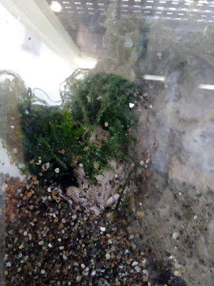 f:id:Naturalhistory:20190825171026j:plain