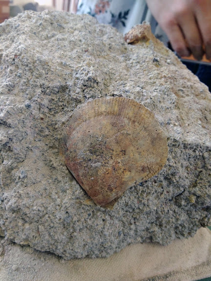f:id:Naturalhistory:20190825171040j:plain