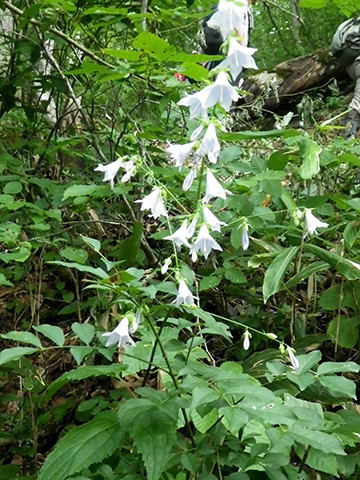 f:id:Naturalhistory:20190826120941j:plain