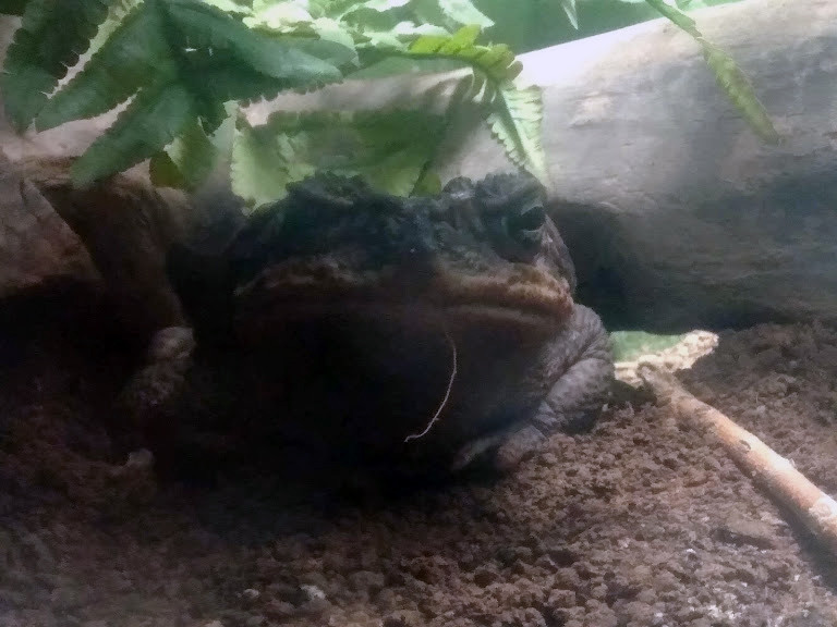 f:id:Naturalhistory:20190829160551j:plain