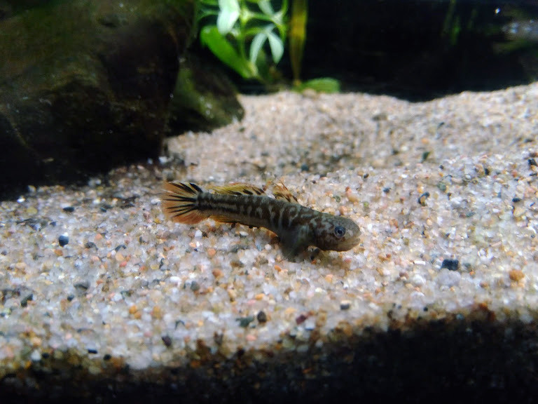 f:id:Naturalhistory:20190829160606j:plain