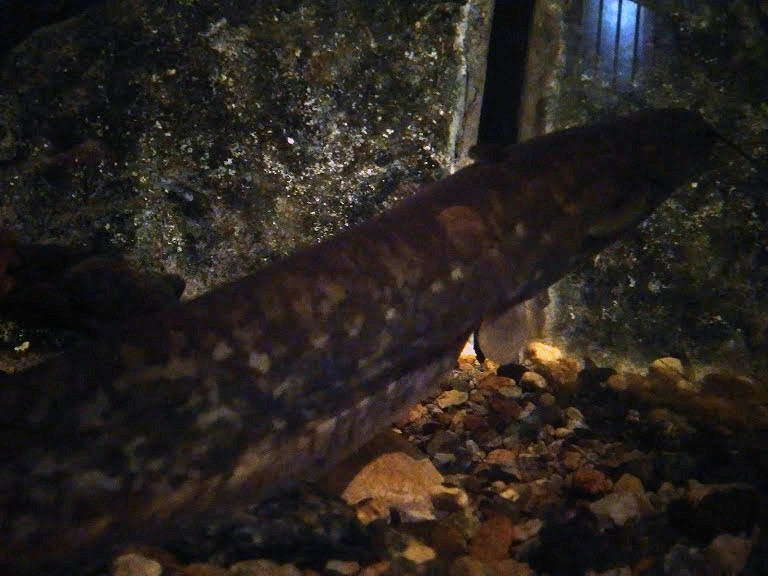 f:id:Naturalhistory:20190829160616j:plain