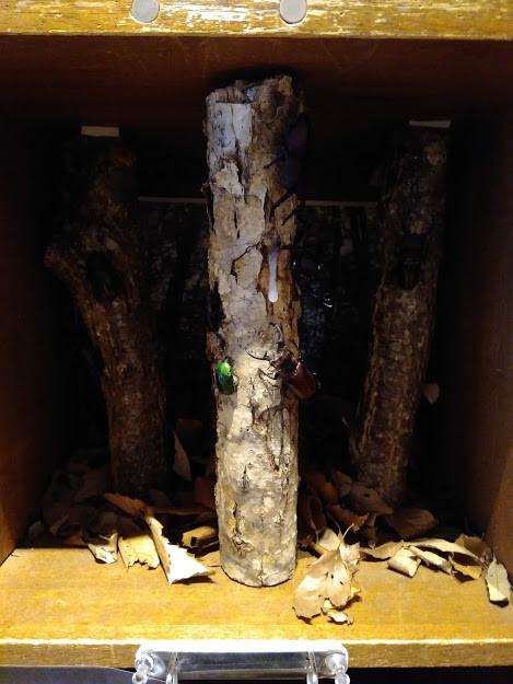 f:id:Naturalhistory:20190831163609j:plain